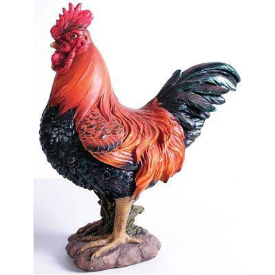 Cockerel