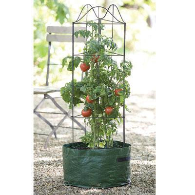 Climbing Tomato Planter