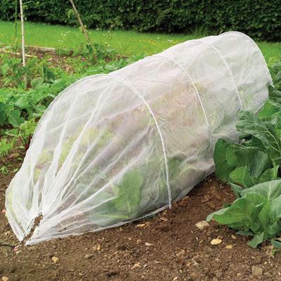Giant Tunel Cloche Plnt Protec
